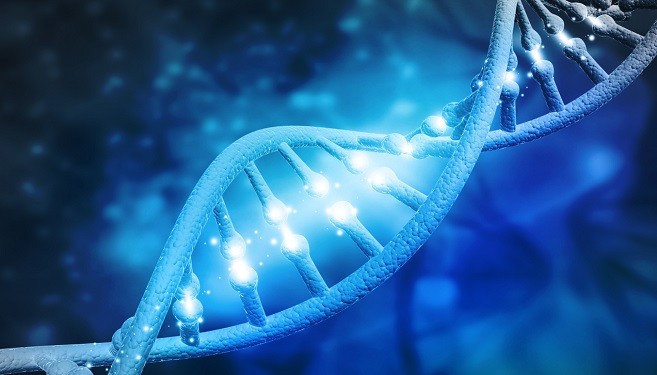 Die Struktur der DNA