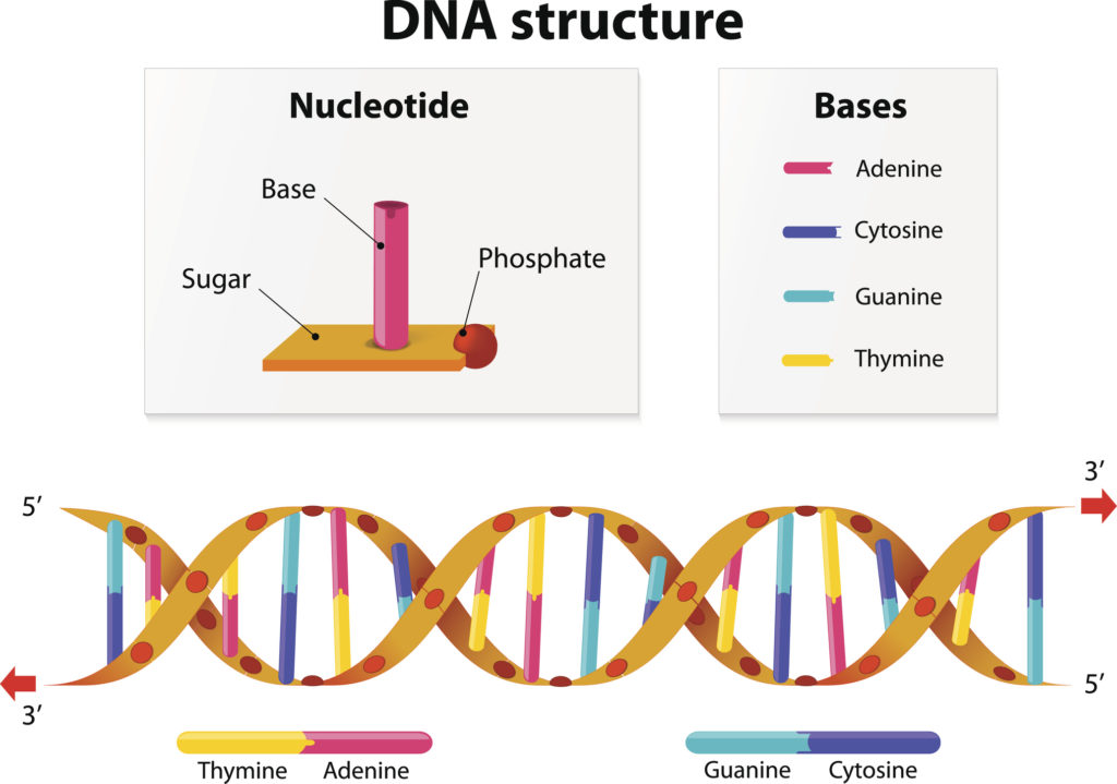 wie-funktioniert-das-dna-matching-myheritage-wissensdatenbank